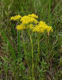 Image result for Nesaea ramosa