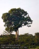 Image result for Croton macrostachyus