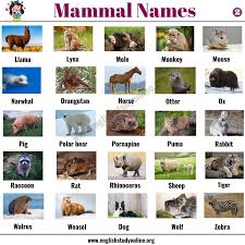 List Of Mammals 50 Popular Mammal Names With Examples And Esl Pictures English Study Online Mammals Animals Name List English Study