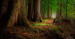 Maybe you would like to learn more about one of these? Hd Redwood Forest Wallpapers Peakpx