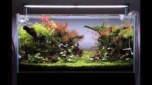 See more of planted tank aquascape on facebook. Aquascape Tutorial Step By Step 90cm Planted Aquarium Youtube