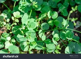 Image result for Drymaria