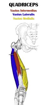 You can't draw powerlifters, thunder thighs, or the most super of superheroes without insane quadriceps! Leg Anatomy All About The Leg Muscles
