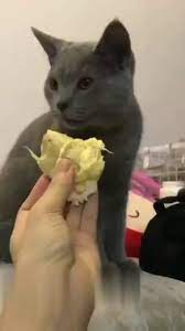 Cat And Durian Funny Cat Videos Dog Trends Funny Animals
