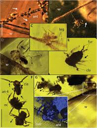 They feed on funi, algae, mold, decaying can springtails cause damage? Fossil Amber Reveals Springtails Longstanding Dispersal By Social Insects Biorxiv