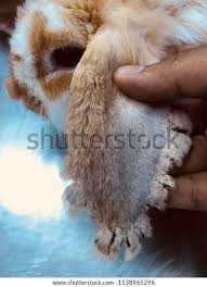 Image result for scabies rabbits ears