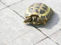 What Is The Life Span Of A Russian Tortoise You Ll Be Stunned To Know Pet Ponder