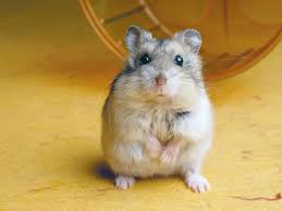 Locating a hamster breeder has never. Reasons Why Hamsters Bite And How To Stop It