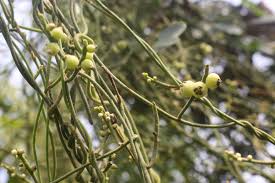 Image result for Cassytha filiformis