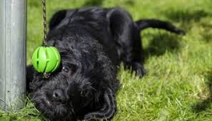 Labradoodle puppies for sale in dayton ohio. The 6 Best Labradoodle Breeders In Ohio Oh 2021