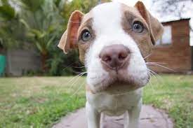 Should You Buy A Puppy Without Papers Is It Ok