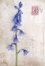 Georgianna Lane In A Bluebell Wood Blue Bell Flowers Flower Drawing Design Flower Tattoos