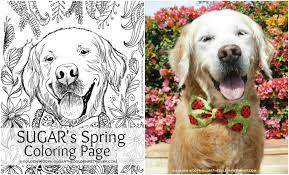 Click the golden retriever coloring pages to view printable version or color it online (compatible with ipad and android tablets). Free Printable Coloring Page From Sugar The Golden Retriever The Daily Golden
