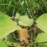 Image result for Triumfetta cordifolia