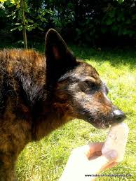Hunde Eis Habe Ich Selbstgemacht Eis Fur Hunde Hunde Hund Diy
