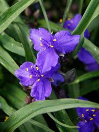 Image result for Tradescantia