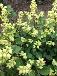 Image result for Snowberry White 1986 Currys