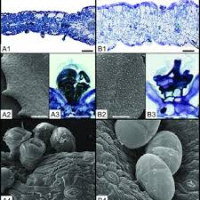 Image result for Pegolettia retrofracta