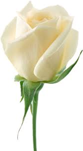 White Roses Png Images Free Download Flower Pixtures Rose Seeds White Rose Flower White Roses