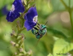 Bees love native oak trees for both their spring catkins as well as their bark, which they use for shelter. Destination Sarasota Florida Green And Gorgeous Green Orchid Bee Euglossa Dilemma Bug Of The Week