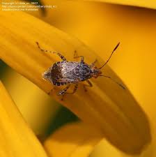 Image result for Nesaea polycephala