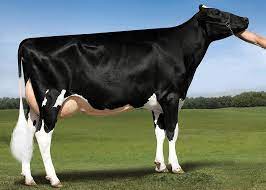 August 2020 Bull Proofs The Latest Movers And Shakers Farmers Weekly