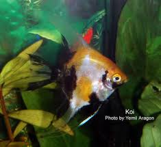 Angelfish Genetics Types Of Angelfish