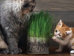 Cat allergies aren't actually caused by fur, but rather a protein produced in cat saliva and sebaceous glands. Best Pet Friendly Plants For Indoors And Outdoors