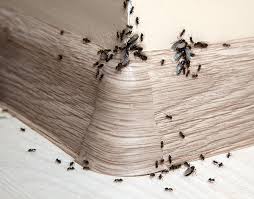 Is quarterly pest control worth it or a scam? Signs Of An Ant Infestation Loyal Termite Pest Control
