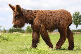 Thème de la photo : Baudet Du Poitou Wikipedia
