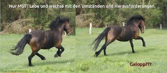 Das konjugieren des verbs galoppieren erfolgt regelmäßig. Blog Von Www Fuhlend Reiten De Galopp Kennen Kreuzgalopp Korrigieren Vorbereitendes Verstandnis Fur Die Praktische Umsetzung