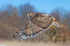 Northern Harrier Michigan Birds Of Prey Red Tailed Hawk Photo By Jim Ridley Photography Brighton Mi Hawk Photos Red Tailed Hawk Birds