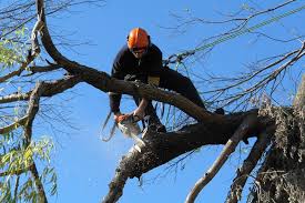 Tree removal requires expensive equipment. Tree Removal Warringah Council Regulations Quick Summary