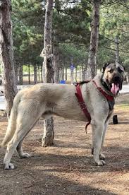 Pin By Armando Leon On Armando Leon Landaveri In 2020 Kangal Dog Giant Dogs Dogs