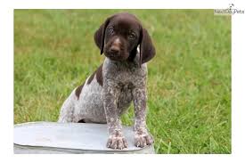 But if you're not into competitive agility training, your gsp will be more than happy to join your family on a camping trip or long hike. Amber German Shorthaired Pointer German Shorthaired Pointer Dog Pond Puppies