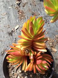 Image result for Crassula alticola