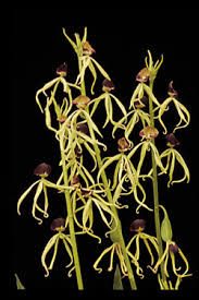 Image result for Bulbophyllum cochleatum