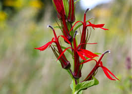 This member of the pink family has white flowers with notched petals growing in loose clusters on stalks. Cardinal Flower Virginia Wildflowers