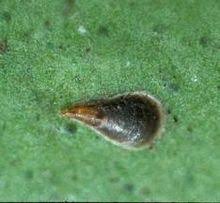Lepidosaphes Beckii Wikipedia
