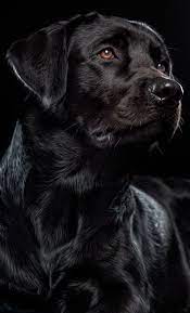 labrador retriever smartest dogs black labrador retriever dogs