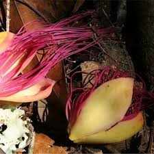 Image result for Centemopsis filiformis