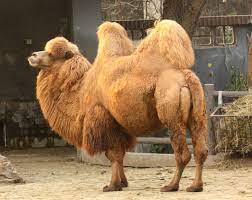 Definitions by the largest idiom dictionary. Bactrian Camel Wikipedia