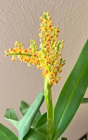 Image result for Polystachya vulcanica