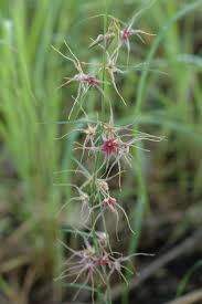 Image result for Cynanchum