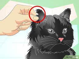 How To Tell If A Cat Is Neutered 9 Steps With Pictures