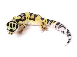 Maybe you would like to learn more about one of these? Halloween Mask X Tug Snow Leopard Gecko 091213a Female Gecko Daddy