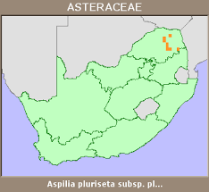 Image result for Aspilia pluriseta