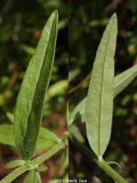 Image result for Epilobium salignum
