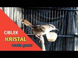 Download lagu dan video terbaru. Ciblek Kristal Muda Gacor Belajar Nembak Lospeed Youtube