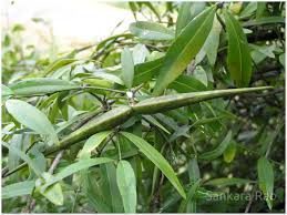 Image result for Secamone punctulata